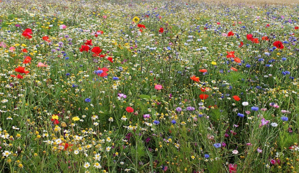 Green Infrastructure habitat improvements; linking important habitats, and allowing the movement and mixing of wildlife, throughout the town of Bo’ness and beyond. Works undertaken as part of Buglife Scotland's  'Pollinator Way' project